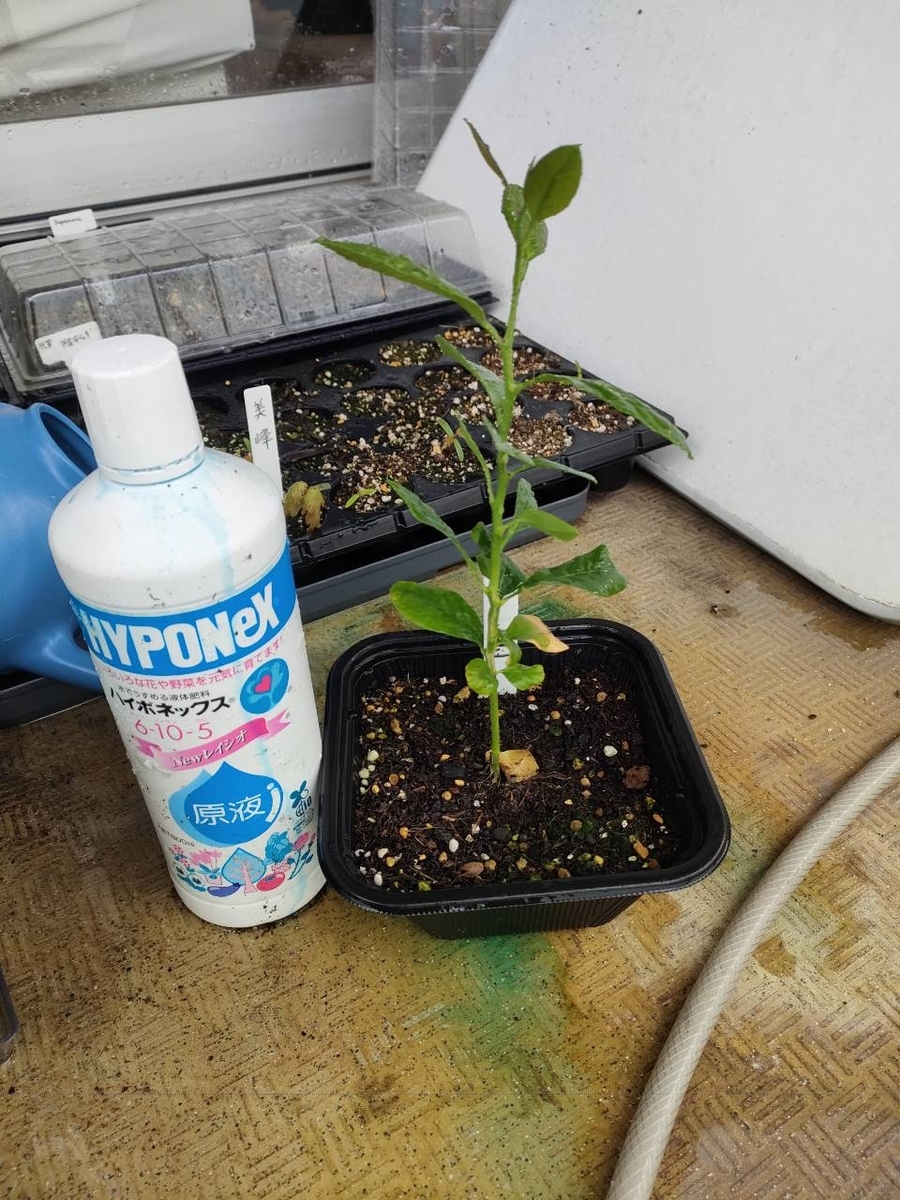 邪払の発芽 - NEW PLANTS EXPERIMENTS