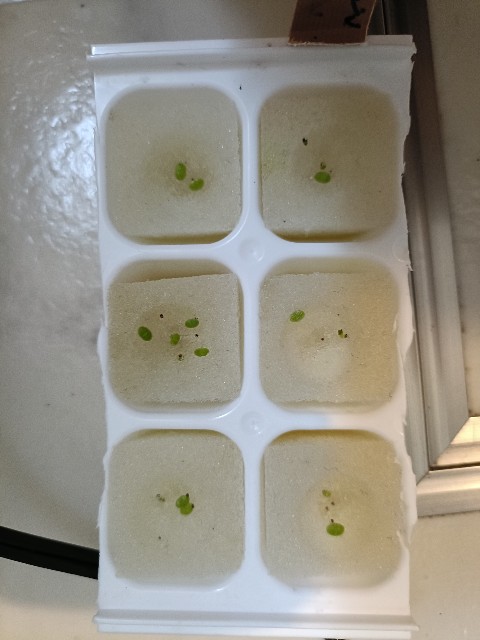 f:id:hak90200:20251224215307j:image