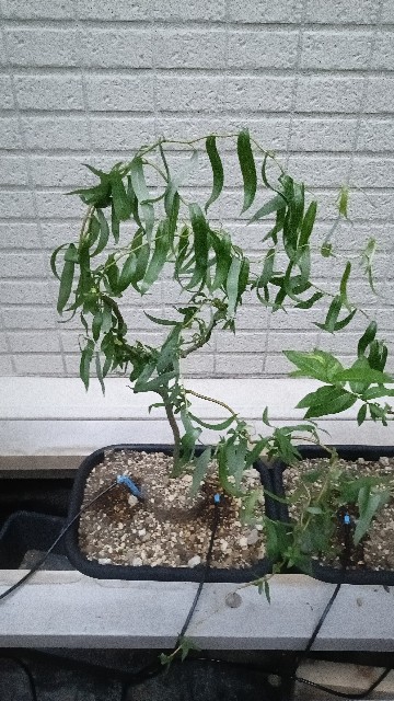 Coffee Break : 転売による著作権の侵害 - NEW PLANTS EXPERIMENTS