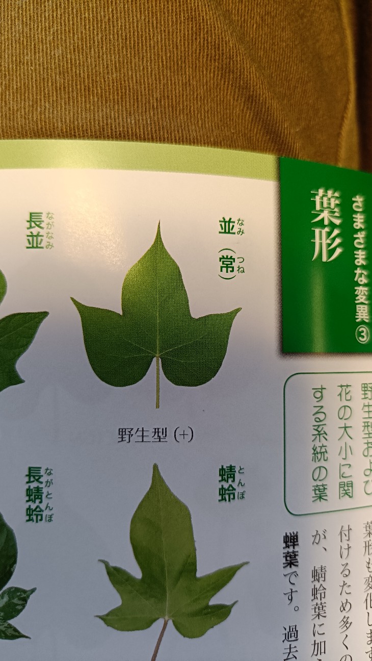 f:id:hak90200:20260813092425j:image