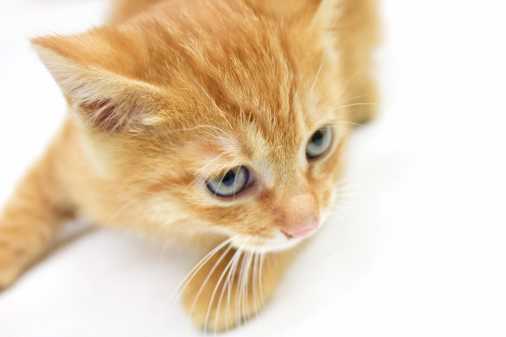 f:id:hakkyooneko:20170926202154j:plain f:id:hakkyooneko:20170926202154j:plain