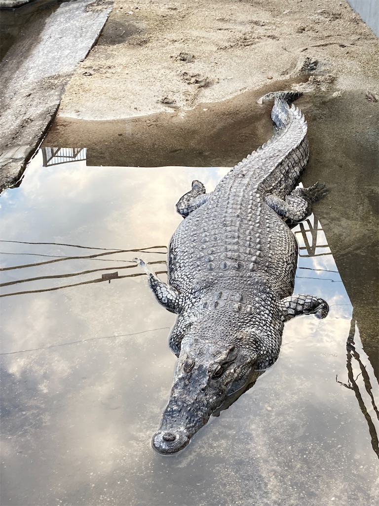 別府地獄めぐり 鬼山地獄のワニ