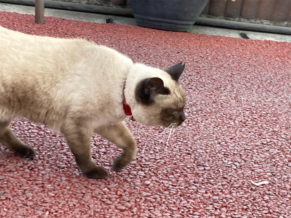 別府地獄めぐり 鬼山地獄はシャムネコ天国