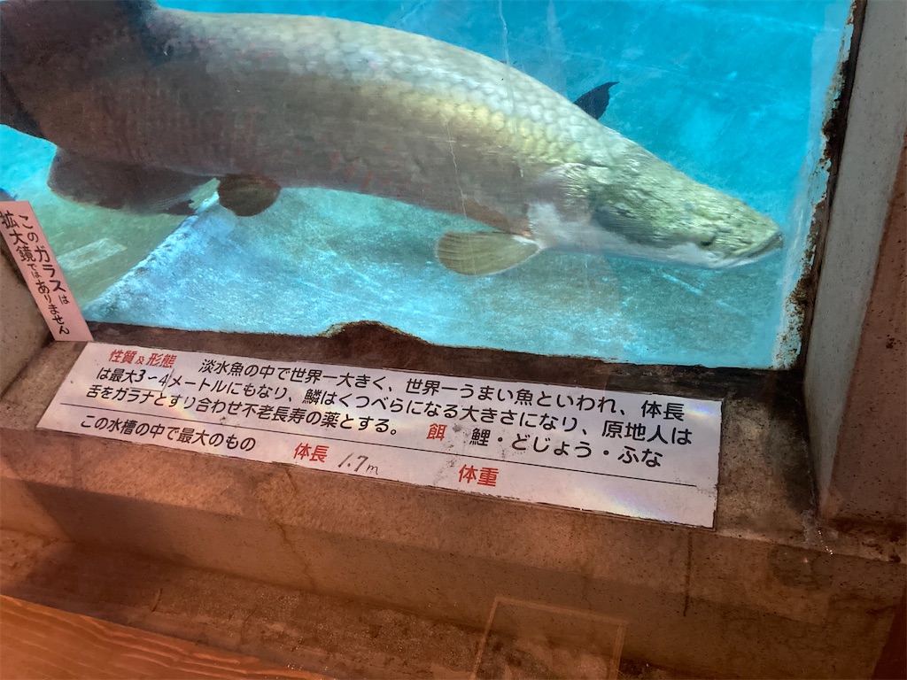 ちょっと残念 別府 白池地獄 はガッカリなので代案を紹介します 週末どう過ごす ちょっと残念 別府 白池地獄 はガッカリなので代案を紹介します 週末どう過ごす