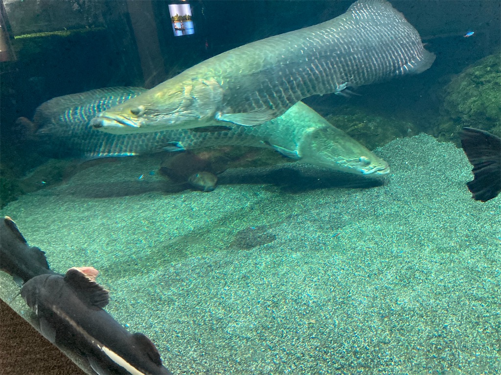 うみたまご水族館のピラルク