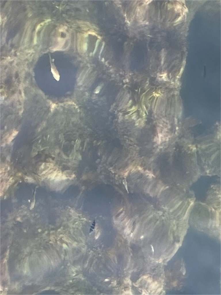 大分県別府市的ヶ浜公園では海に暮らす野生の魚を観察できる