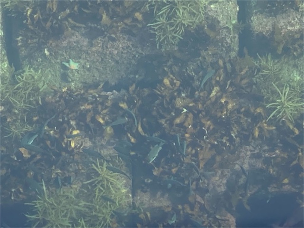 大分県別府市の的ヶ浜公園で海に暮らす野生の魚の群れを観察