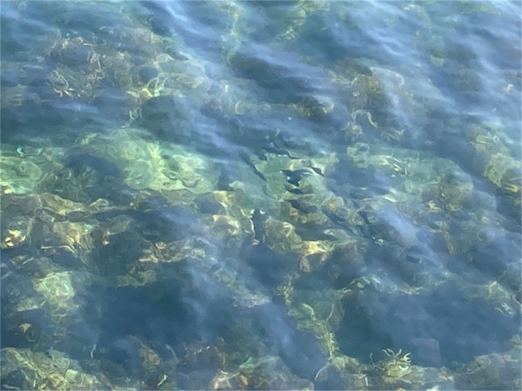 大分県別府市の的ヶ浜公園で観察できる魚の群れ