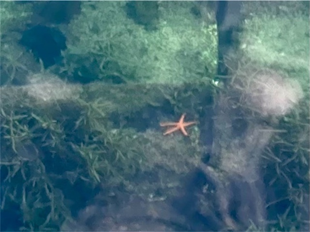 大分県別府市の的ヶ浜公園で観察できる海に暮らす野生のヒトデ