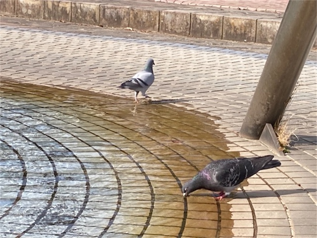 大分県別府市の的ヶ浜公園 噴水で水を飲むハト