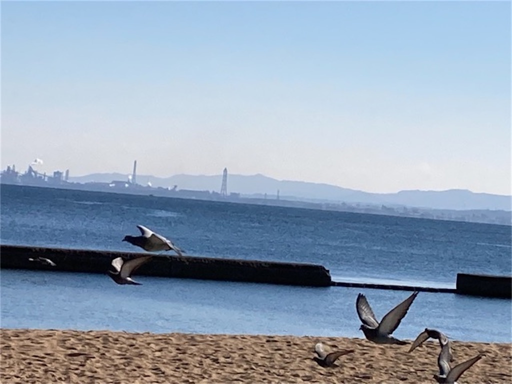 大分県別府市の的ヶ浜公園 海を背景に飛び立つハト
