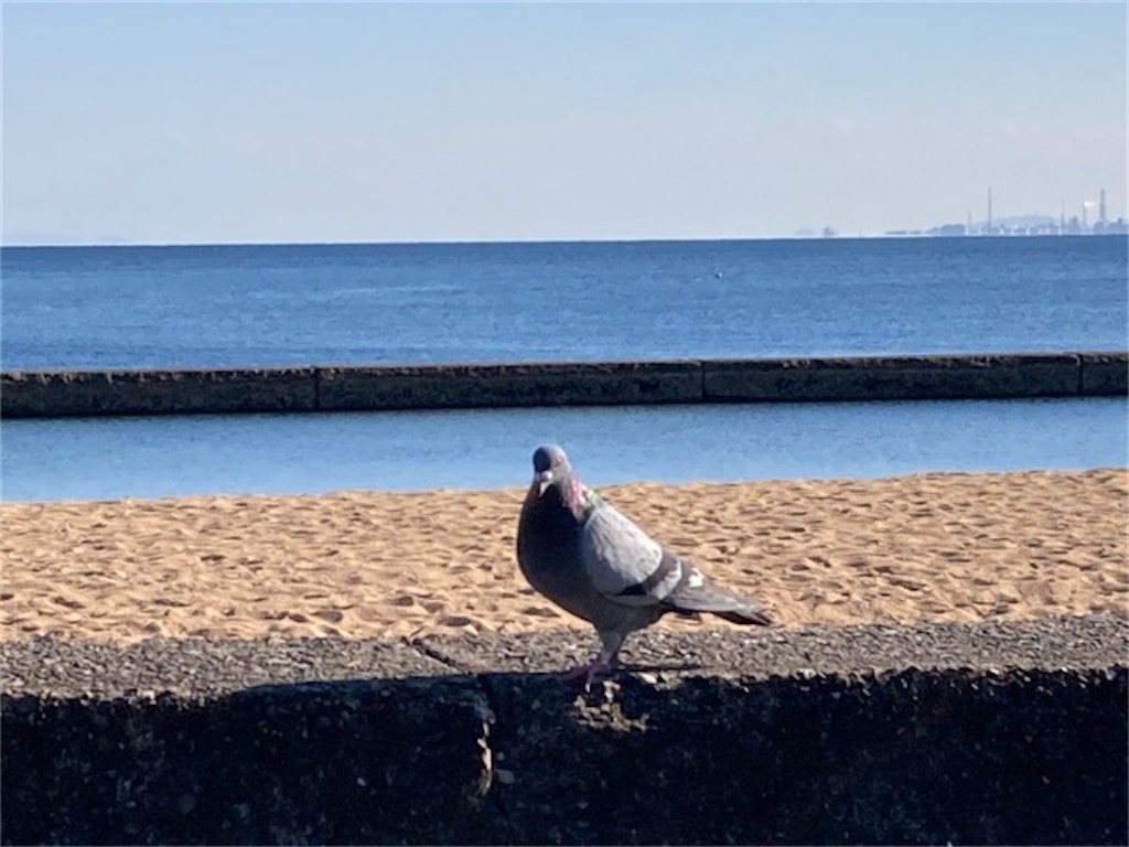 大分県別府市の的ヶ浜公園 カメラ目線でドヤ顔のハト