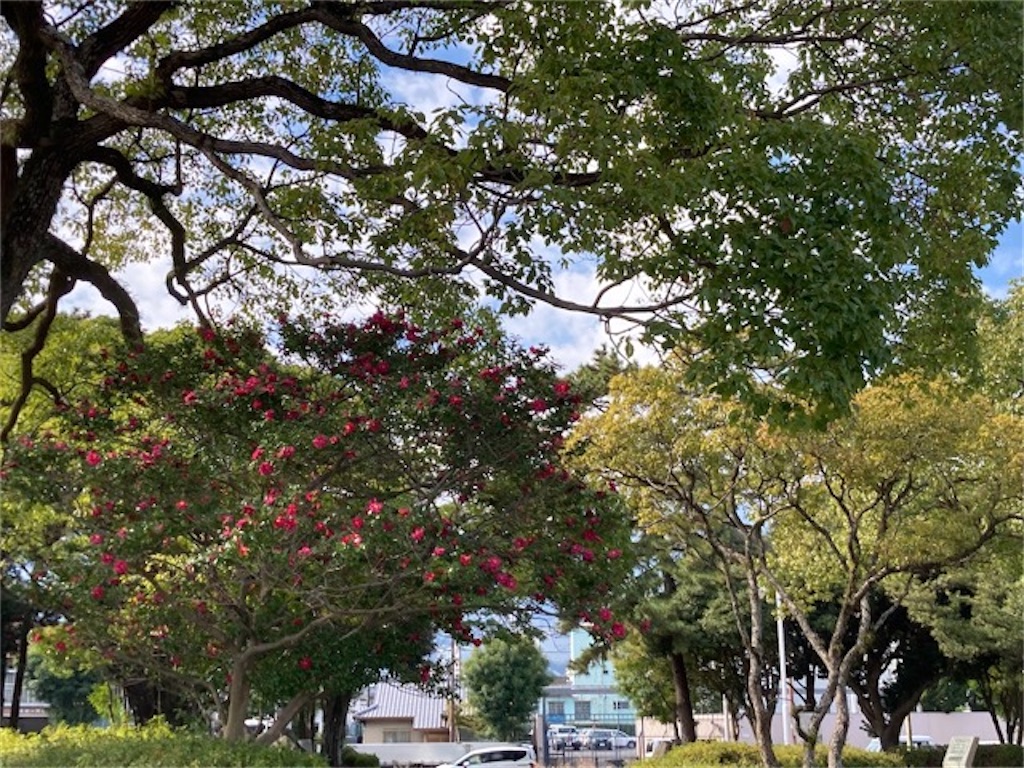 大分県別府市「的ヶ浜公園」まるでリンゴの木の椿