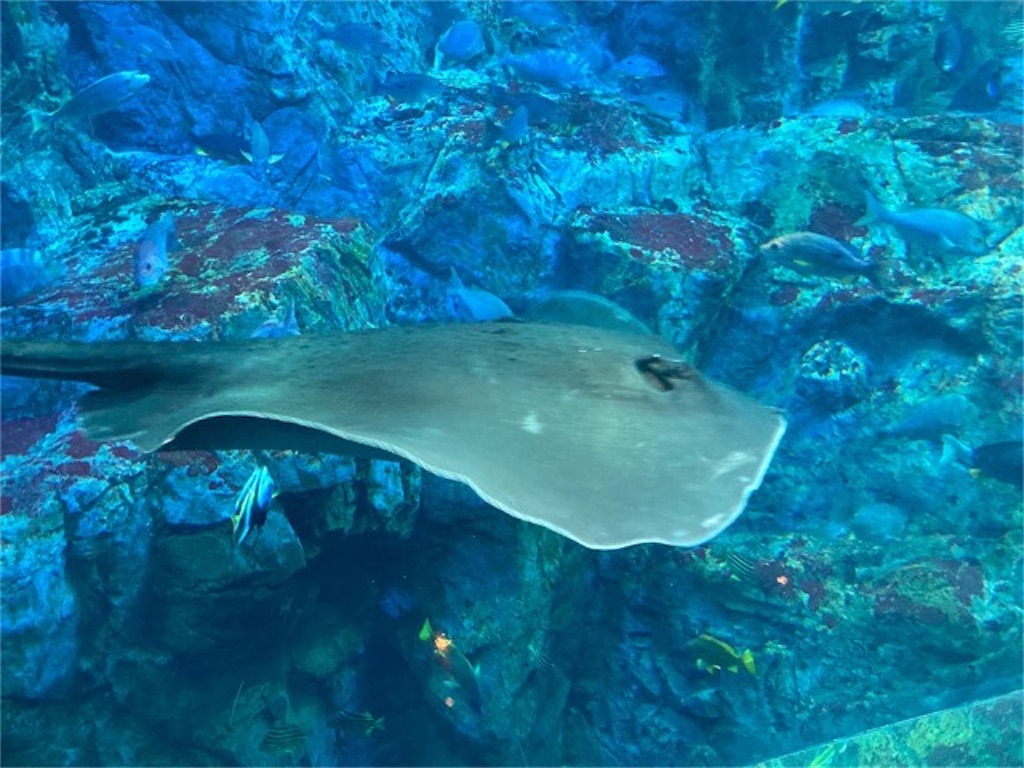 大分県水族館「うみたまご」優雅に泳ぐ魚の姿 エイ