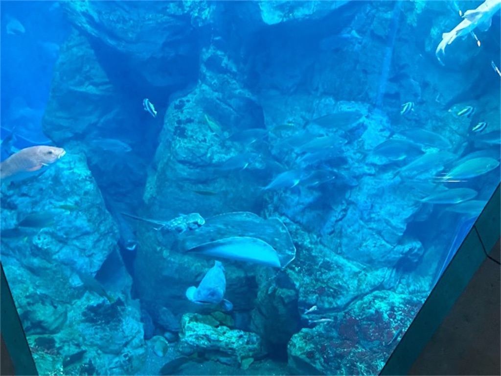 大分県水族館「うみたまご」の入り口すぐ。二階から一階へ階を跨ぐ大水槽に感動