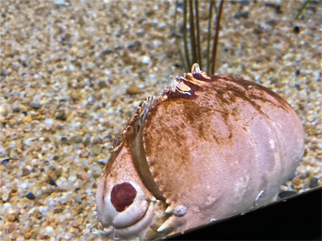 大分県大分市うみたまご水族館の様子 カニ