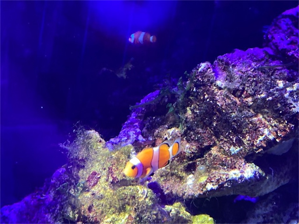 大分県大分市うみたまご水族館の様子 カクレクマノミ