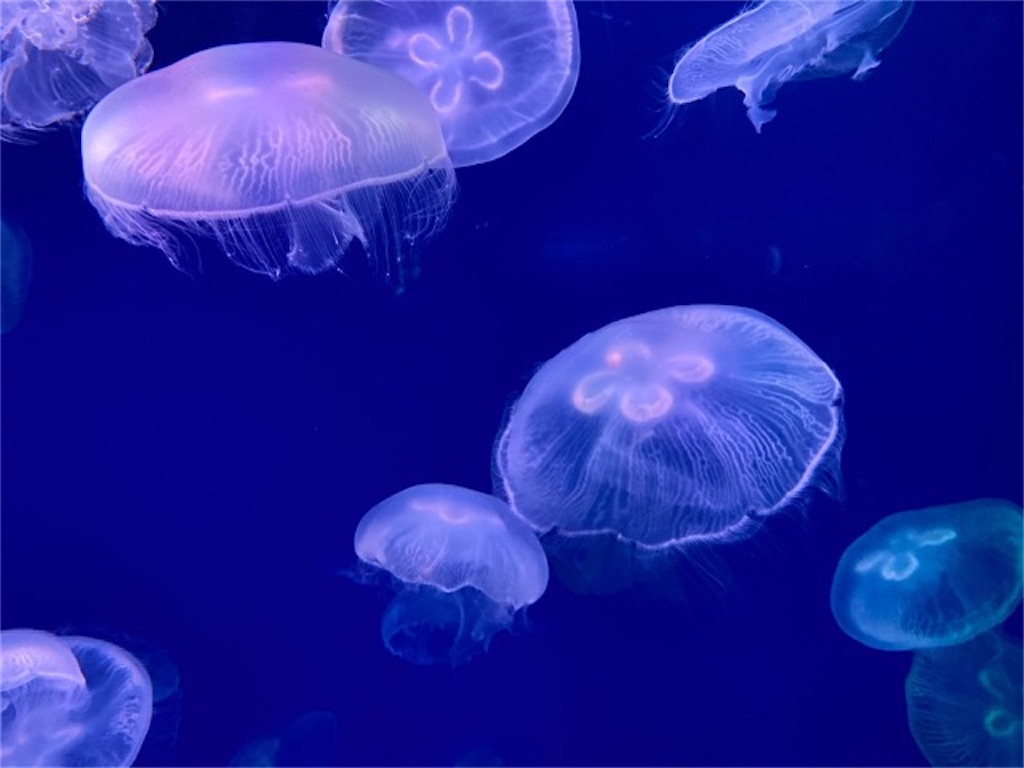 大分県大分市うみたまご水族館の様子 色が変わるクラゲ