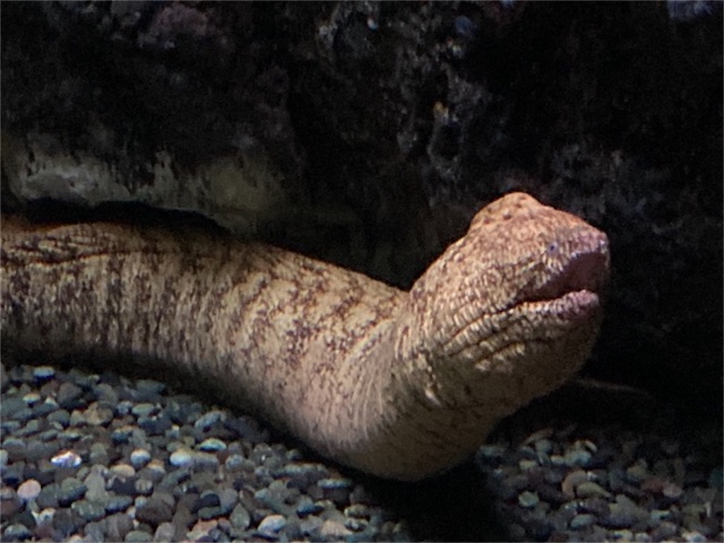 大分県大分市うみたまご水族館の様子 のんびりウツボ