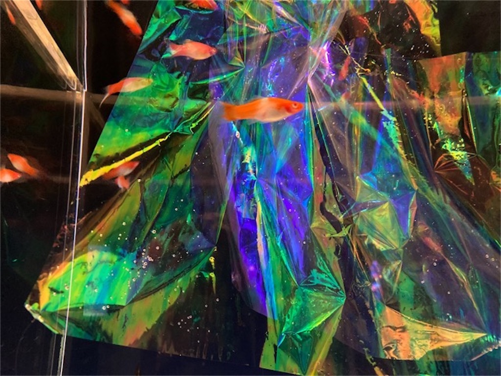 大分県大分市うみたまご水族館の様子 金魚