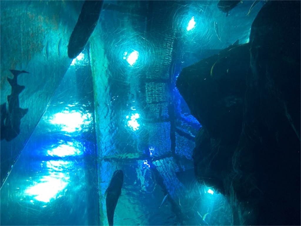 大分県大分市うみたまご水族館の様子 水槽を見上げて