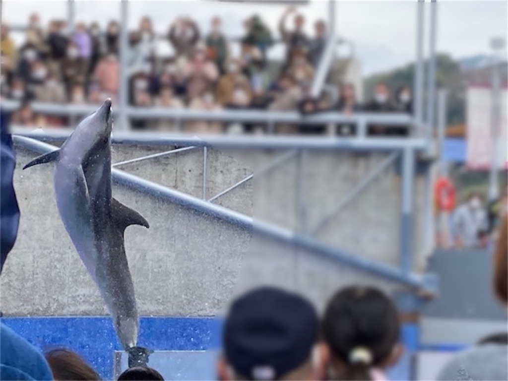うみたまご水族館のイルカのショーの様子