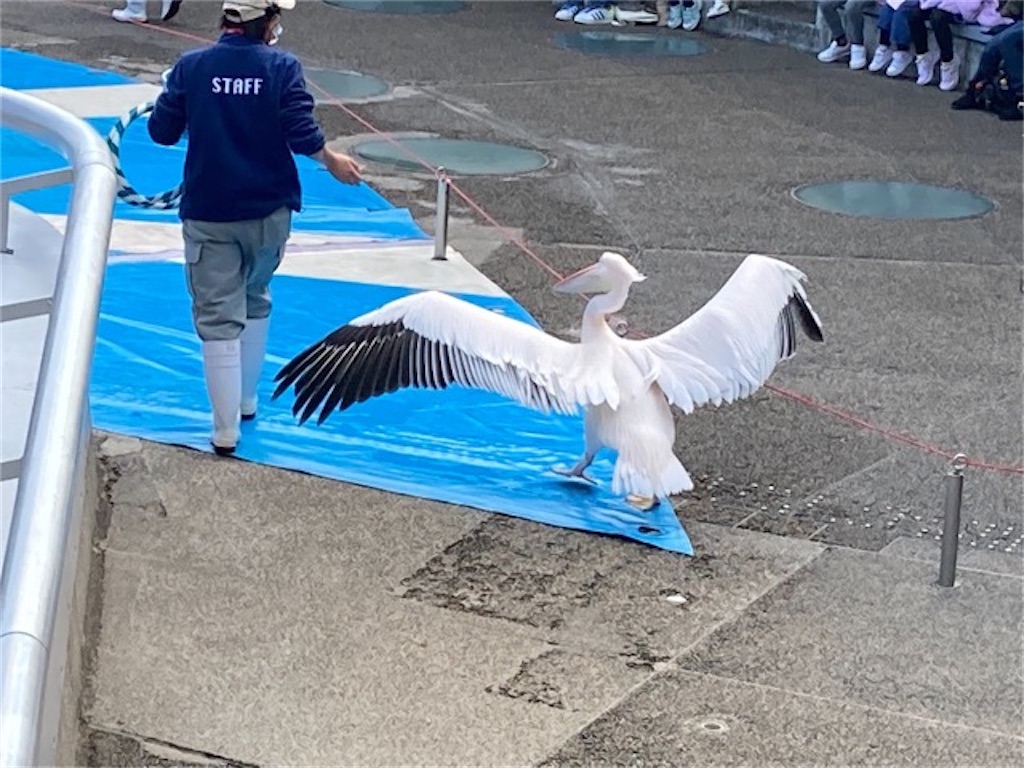 大分県大分市うみたまご水族館のうみたまパフォーマンス モモイロペリカン