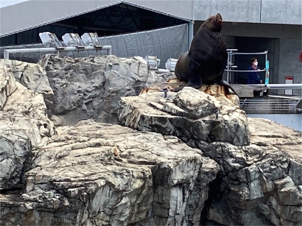 大分県大分市うみたまご水族館 うみたまパフォーマンス トドとお兄さんの遠投キャッチフィッシュ