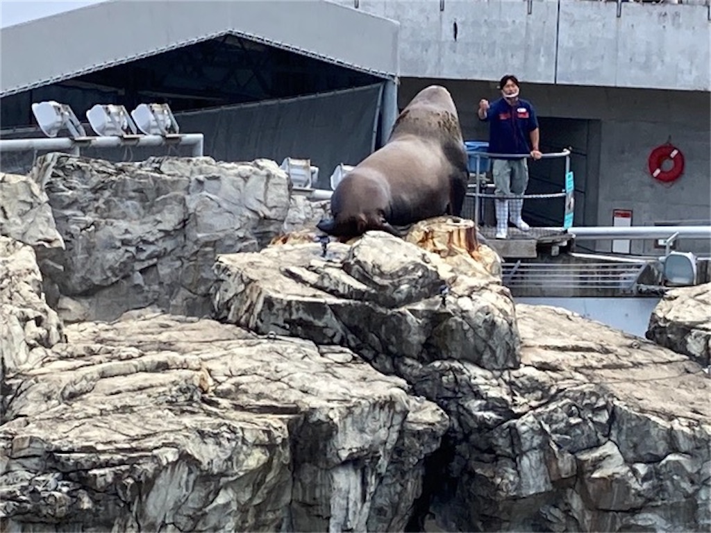 大分県大分市うみたまご水族館 うみたまパフォーマンス トドとお兄さんの遠投キャッチフィッシュ