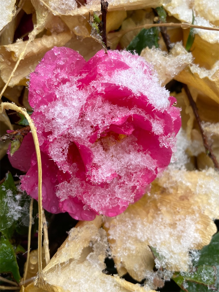 椿と雪の紅白