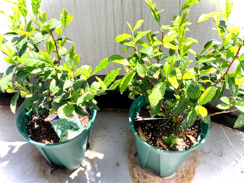 ベランダですくすく育つチャノキ