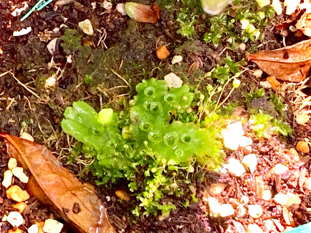 チャノキの植木鉢に生えたゼニゴケ