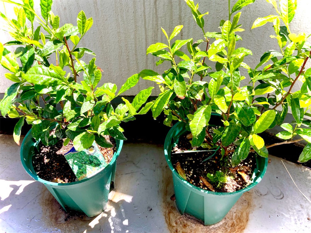 チャノキ お茶の木 の鉢植えにゼニゴケが生えていたので テラリウムを作りました Haruのお茶ブログ チャノキ お茶の木 の鉢植えにゼニゴケが生えていたので テラリウムを作りました Haruのお茶ブログ