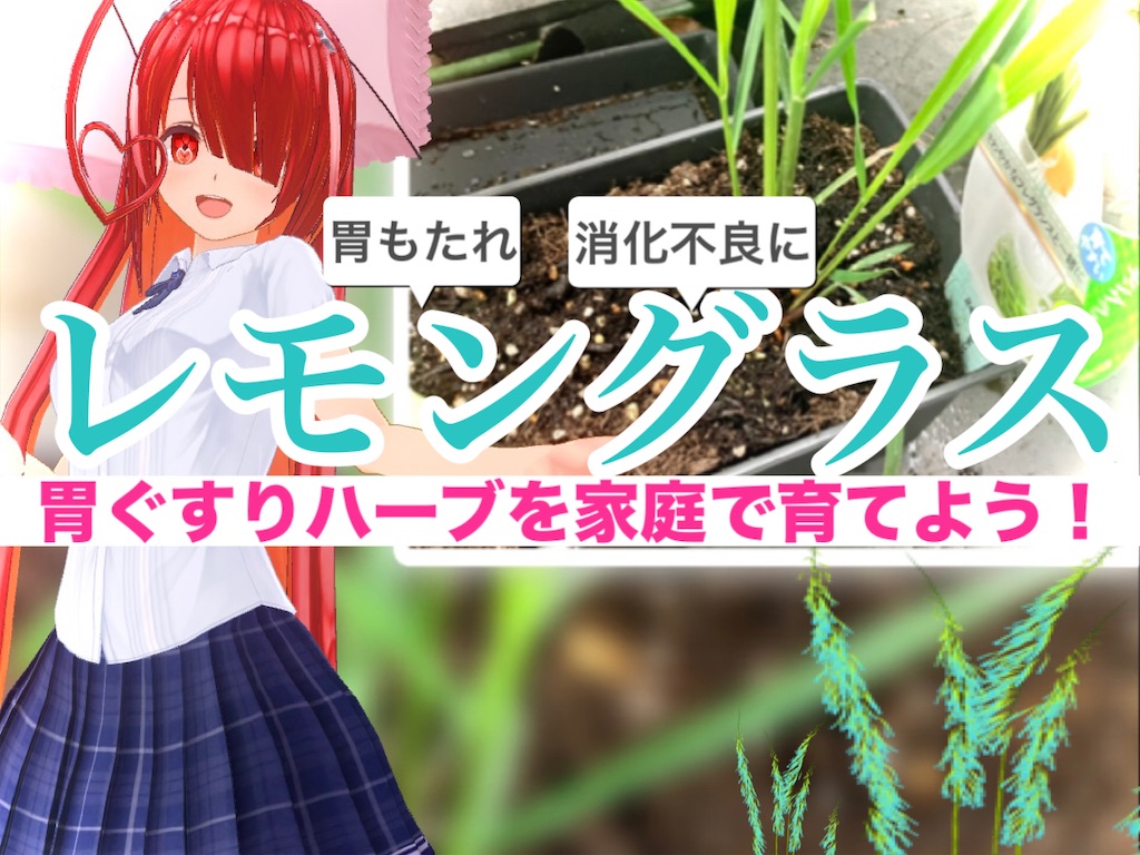 ベランダで家庭菜園 お腹に優しいレモングラス ハーブティー の育て方 虫対策や初心者の失敗例も紹介 Haruのお茶ブログ