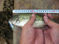 f:id:hakomaru_kai:20120814160321j:image:medium