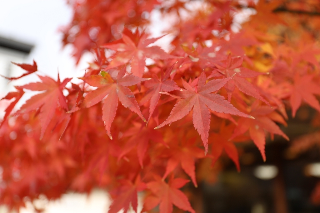 f:id:hakonegasaki523:20190118144211j:plain f:id:hakonegasaki523:20190118144211j:plain