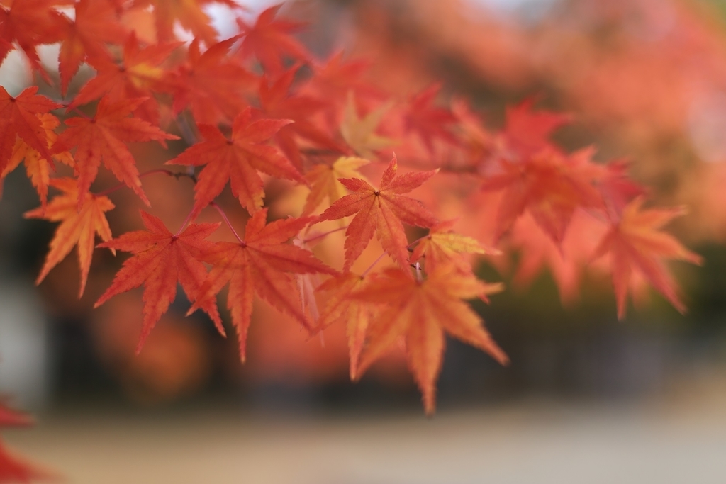 f:id:hakonegasaki523:20190118144254j:plain f:id:hakonegasaki523:20190118144254j:plain