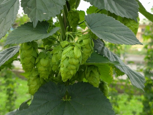 ビールの原料のホップの写真