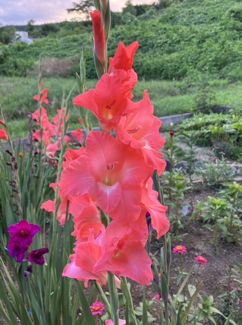 グラジオラス 散歩で見つけた花 みー と はく と私