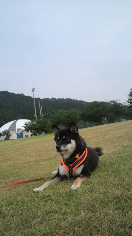 f:id:haku2009:20110802183832j:image