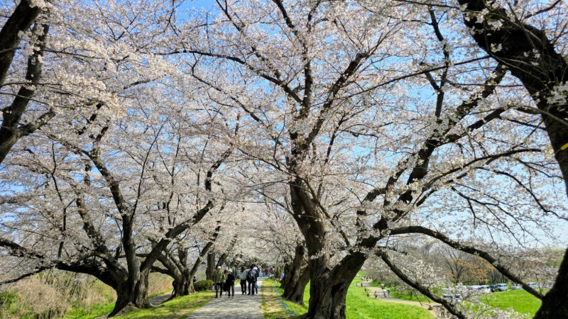背割りの桜 - 20200408 start!