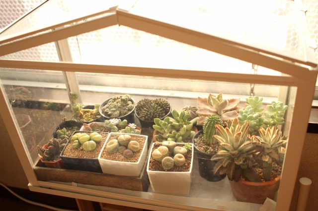 f:id:hakubutsudo:20160111170420j:plain