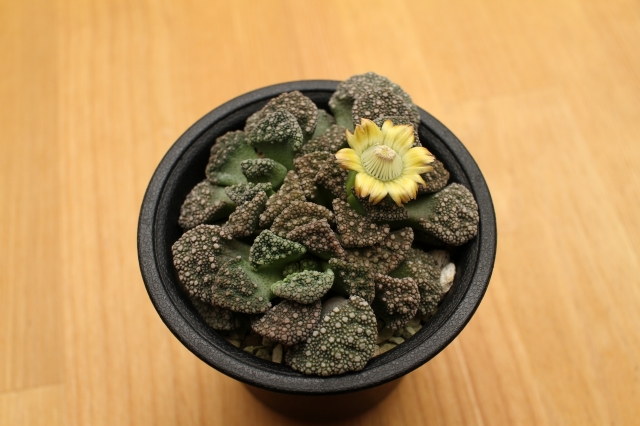 f:id:hakubutsudo:20160111170609j:plain