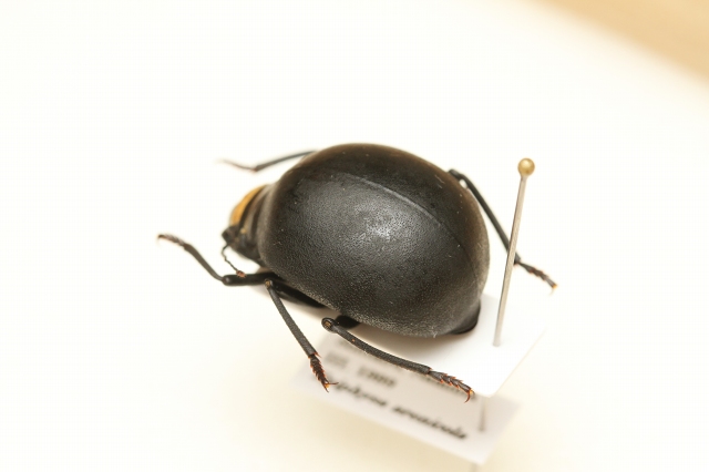 ゴミダマはいいぞ(1) - うみねこ博物堂