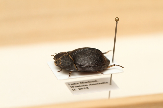 ゴミダマはいいぞ(2) - うみねこ博物堂