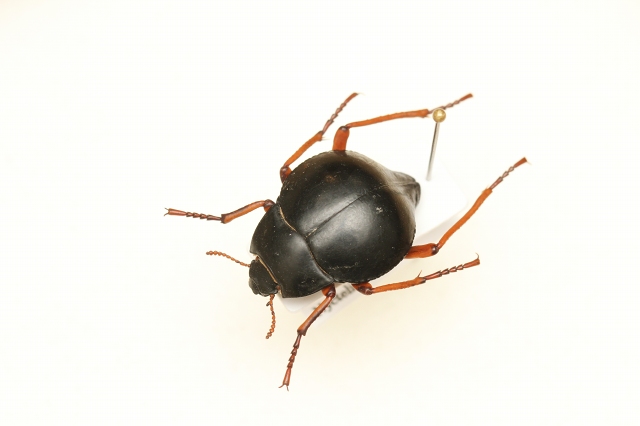 ゴミダマはいいぞ(2) - うみねこ博物堂