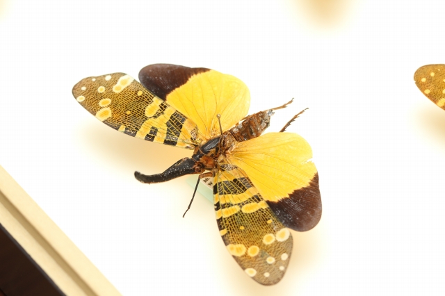 f:id:hakubutsudo:20160710193946j:plain