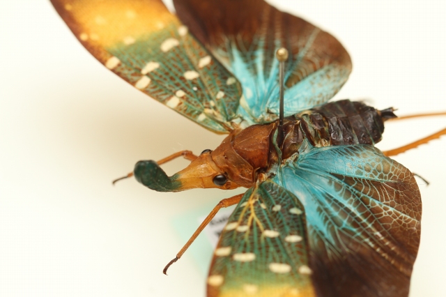 f:id:hakubutsudo:20160710194113j:plain