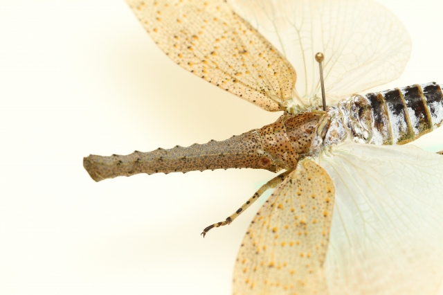 f:id:hakubutsudo:20160710194337j:plain