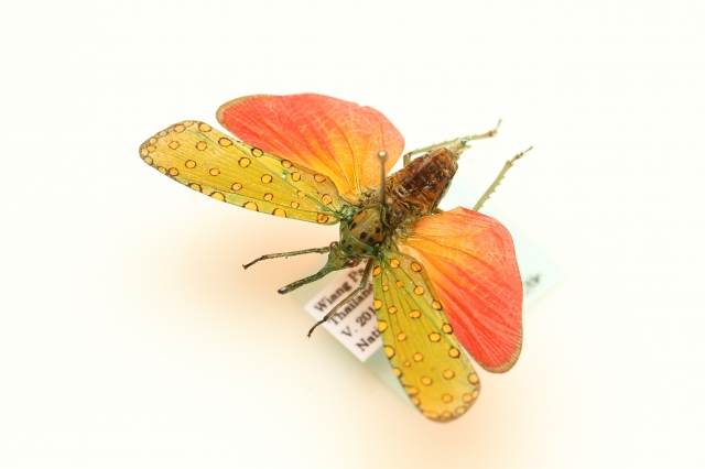 f:id:hakubutsudo:20160710194435j:plain